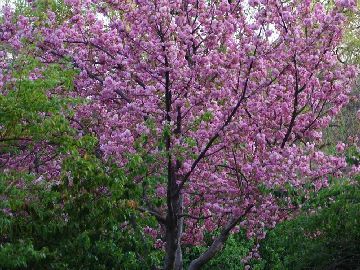 玉淵潭公園游玩攻略櫻花節時間是幾月