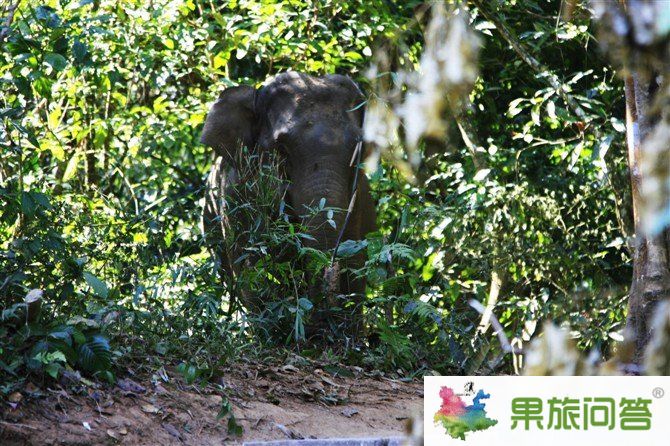 西雙版納野象谷景區 我看到了真正的野象