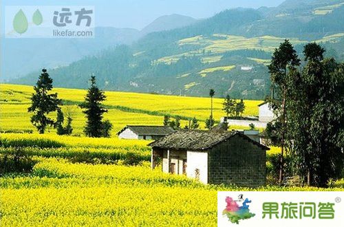 云南羅平5日賞花攝影之旅 今年云南春季賞花攝影線路推薦