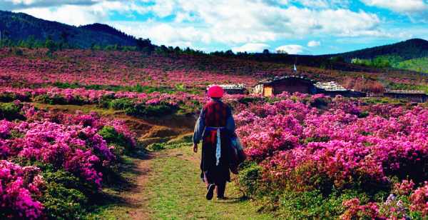 這個季節(jié)是香格里拉花季，現(xiàn)在去云南旅游安全嗎？云南旅游十一旺季去云南旅游安全了嗎？