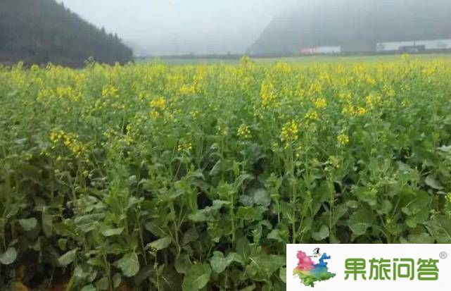 2015今年羅平油菜花節什么時侯開?