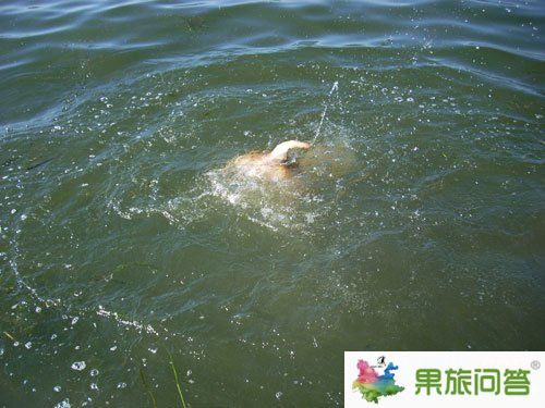 大理洱海水怪